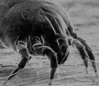 Dust Mite ไรฝุ่น