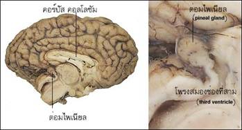 กายวิภาคศาสตร์ของต่อมไพนิล