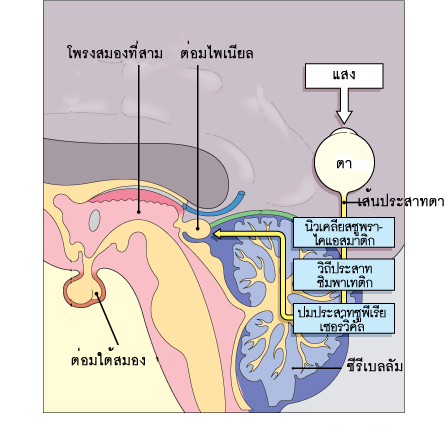 ตำแหน่งของต่อมไพเนียลและเส้นทางของสัญญาณประสาทจากตาสู่ต่อมไพเนียล 