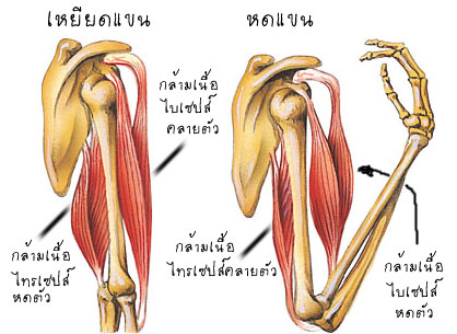 กล้ามเนื้อมีกี่ประเภท