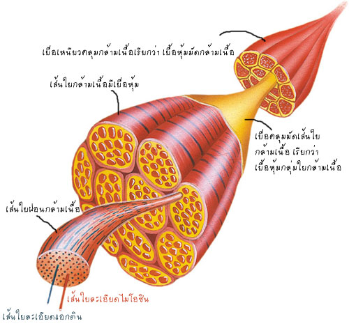 หน้าที่ของกล้ามเนื้อ